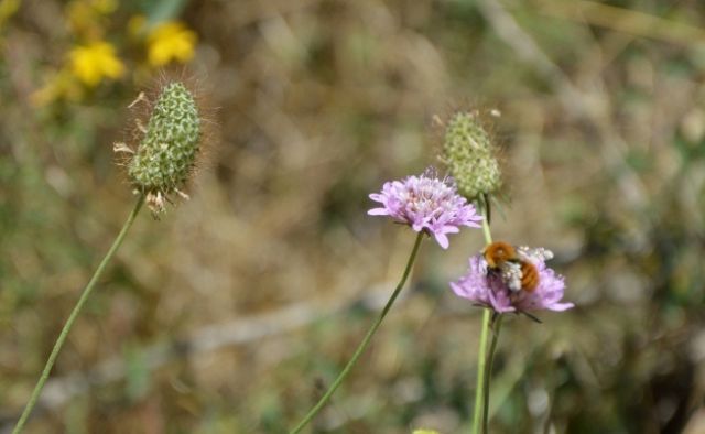 Sixalix atropurpurea